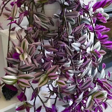 Tsirigotis Garden Appartement