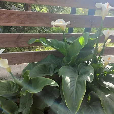Tsirigotis Garden 아파트 아카라비