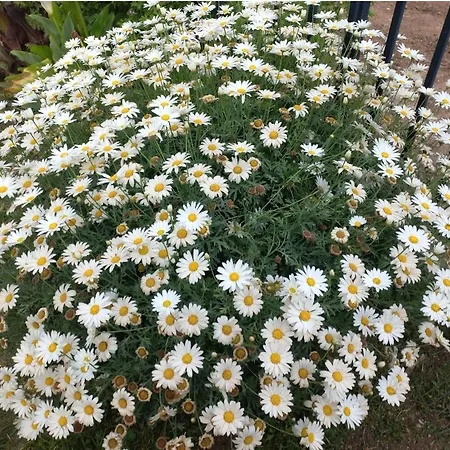 Tsirigotis Garden 아파트 *