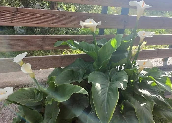 Tsirigotis Garden דירה אצ'ארבי
