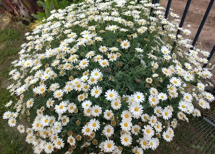 Tsirigotis Garden דירה *